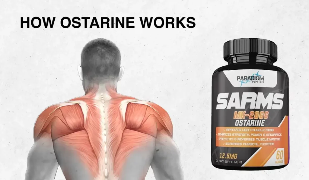 How Ostarine Works