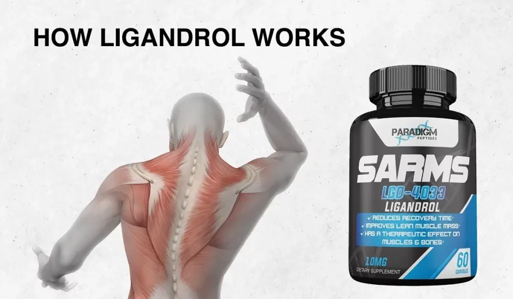 How Ligandrol Works